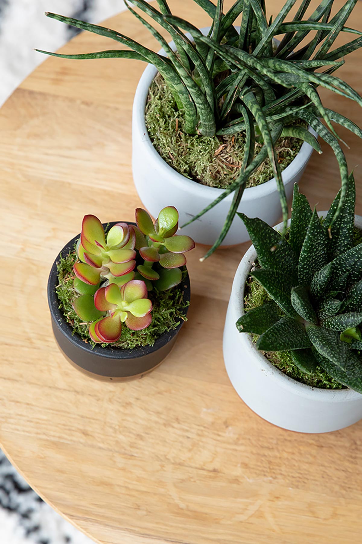 The Little Botanical Mini Crassula In Pink And Copper Pot