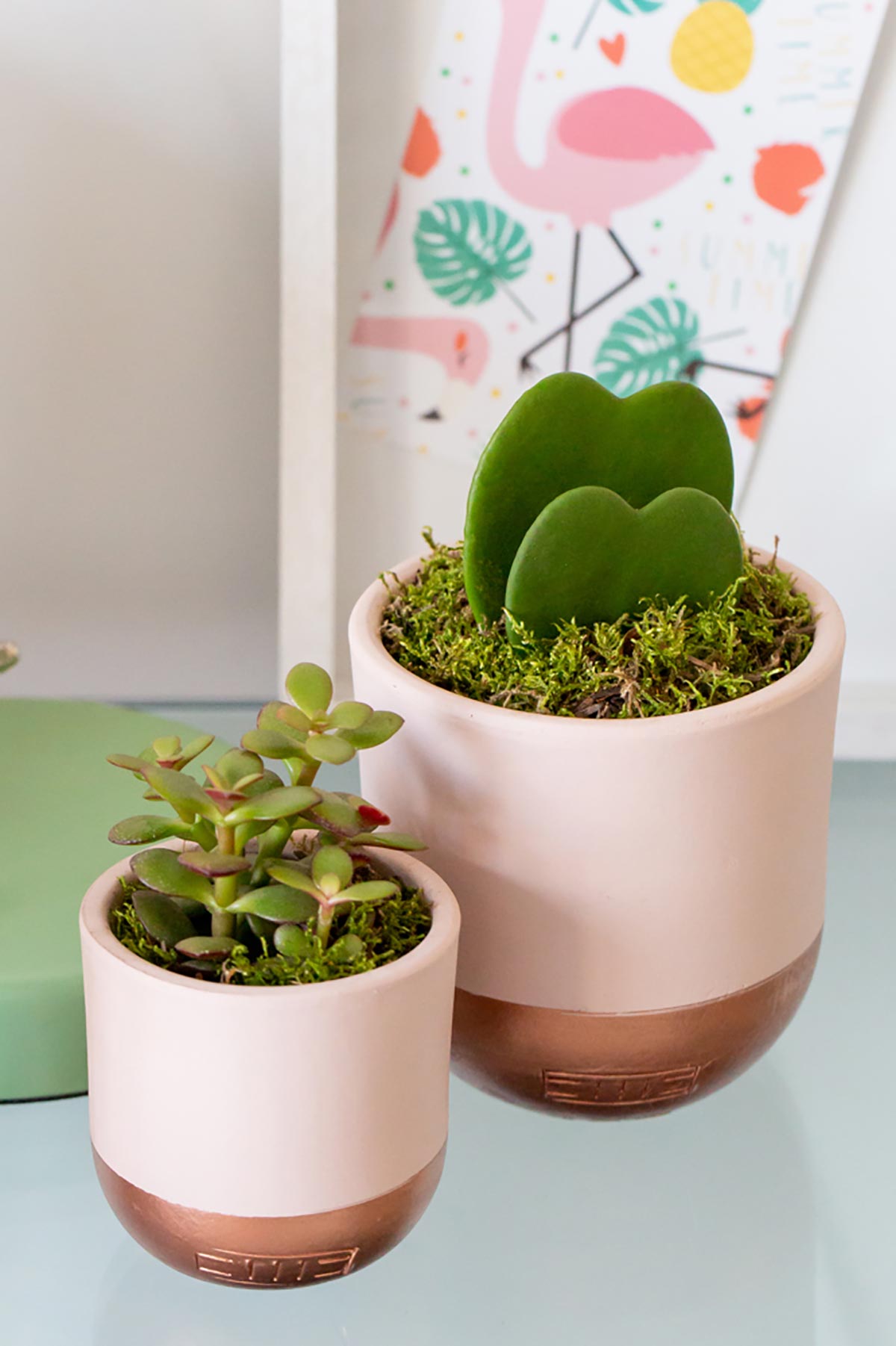 The Little Botanical Mini Crassula In Pink And Copper Pot