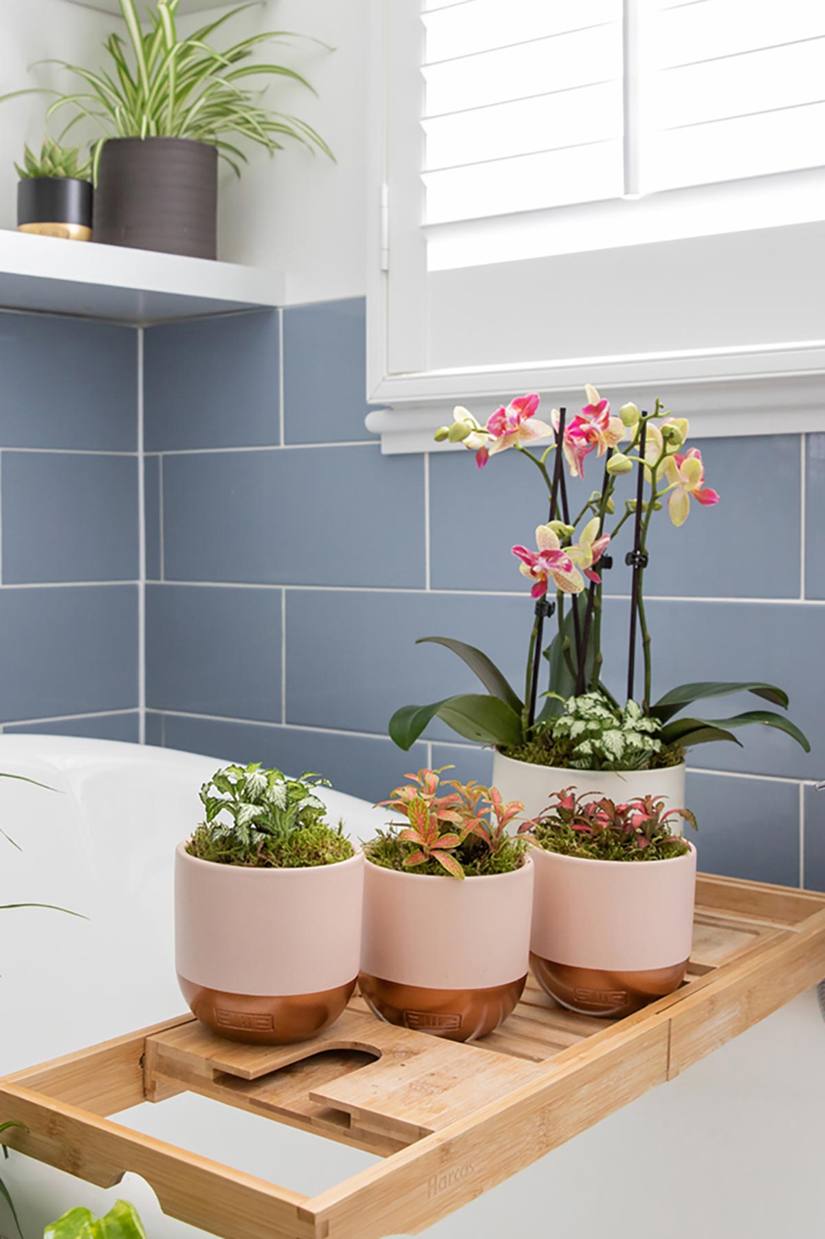 The Little Botanical Medium Fittonia In Pink And Copper Pot