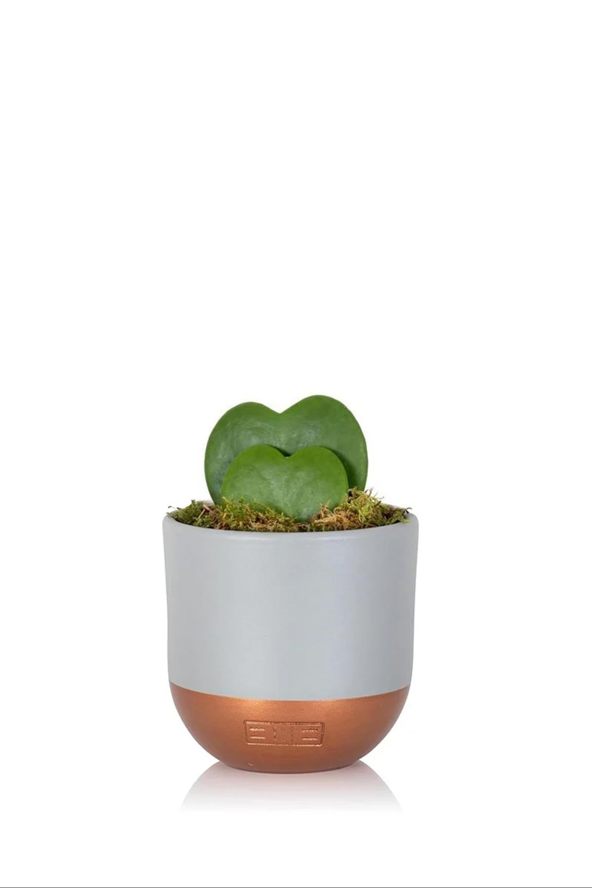 The Little Botanical Hoya Kerrii Double Heart In Grey and Copper Pot