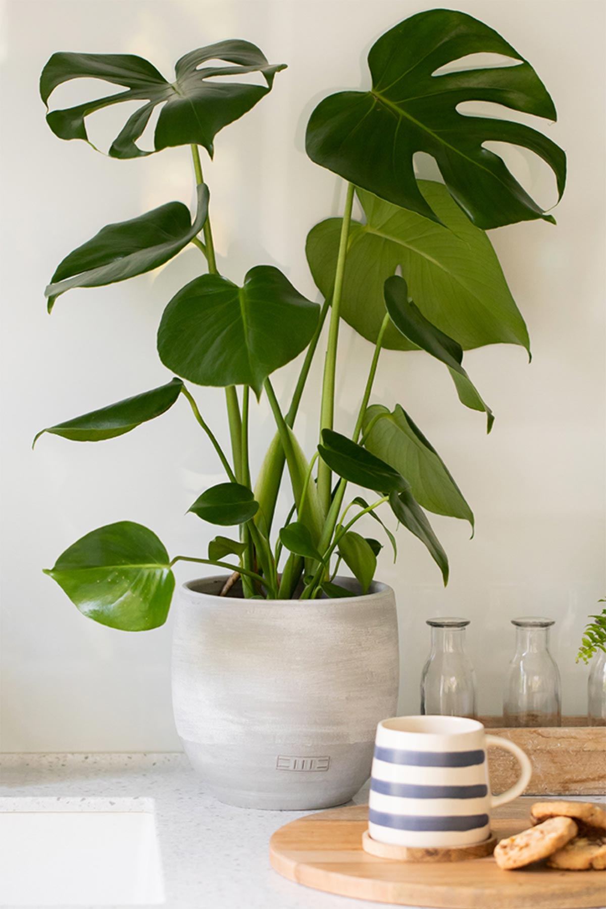 The Little Botanical Monstera Swiss Cheese Plant In Varnished Base Pot