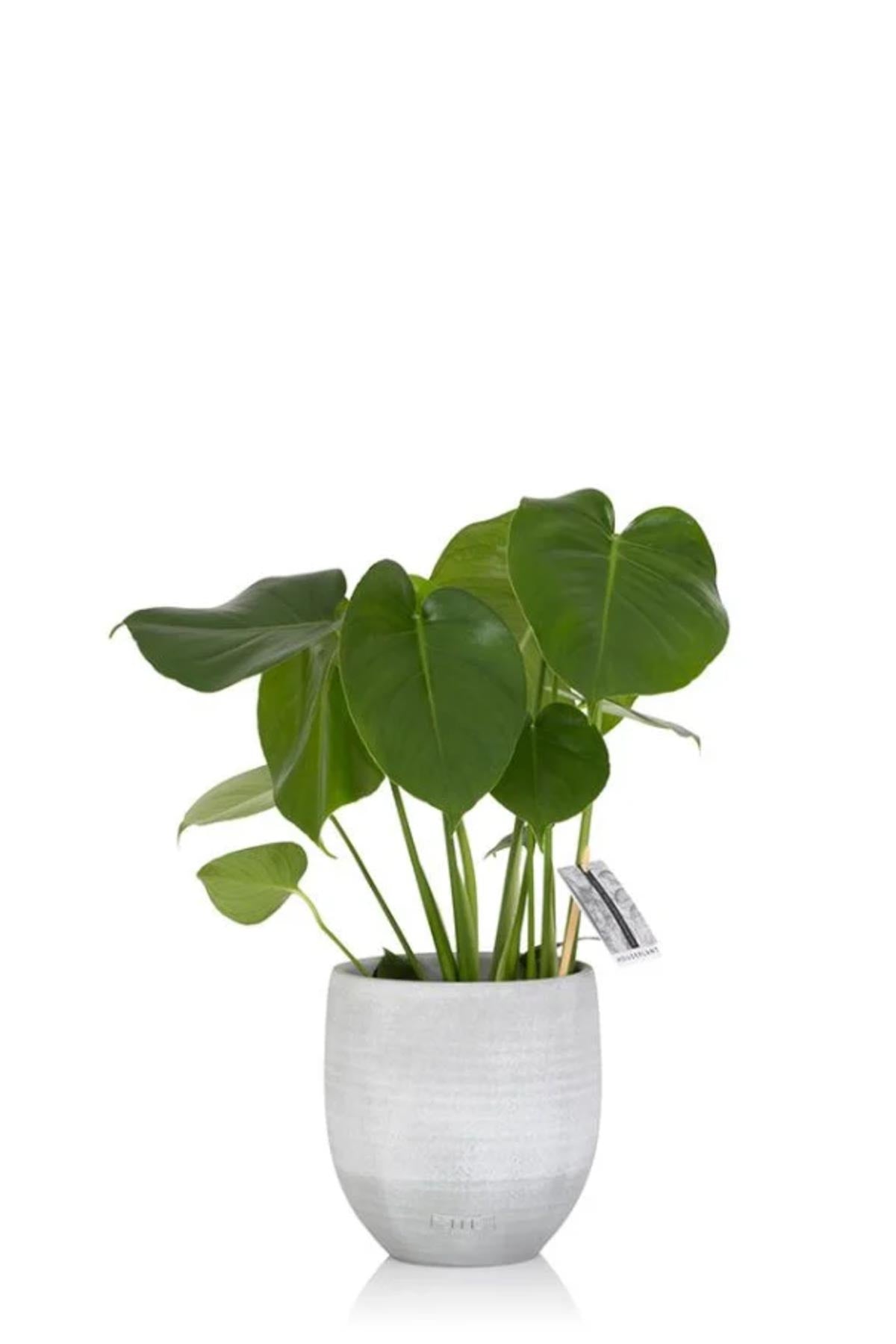 The Little Botanical Monstera Swiss Cheese Plant In Varnished Base Pot