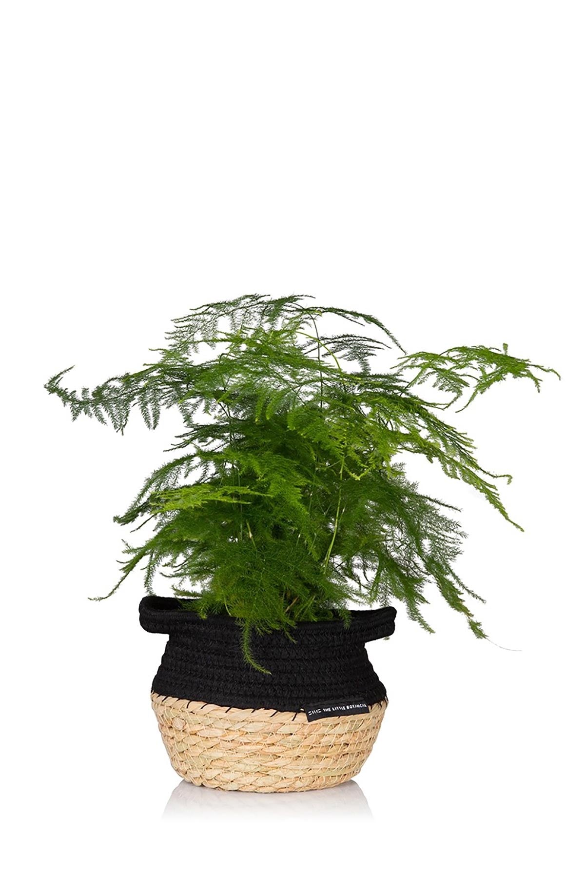 The Little Botanical Asparagus Fern In Baby Belly Basket