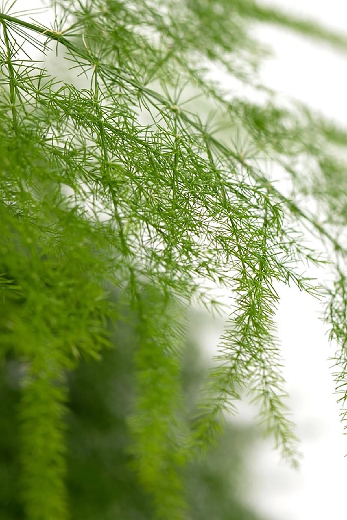 The Little Botanical Asparagus Fern In Baby Belly Basket