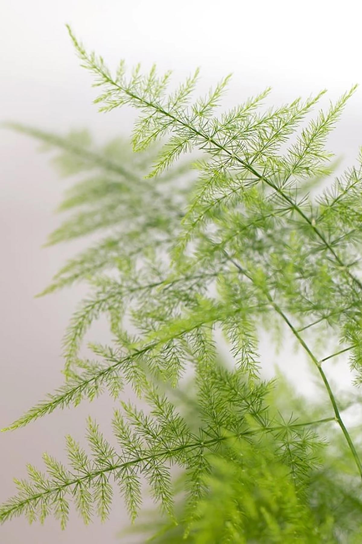 The Little Botanical Asparagus Fern In Baby Belly Basket