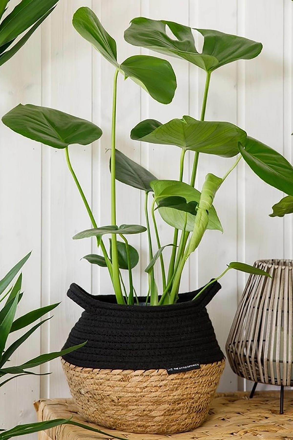 The Little Botanical Big Monstera In Baby Belly Basket