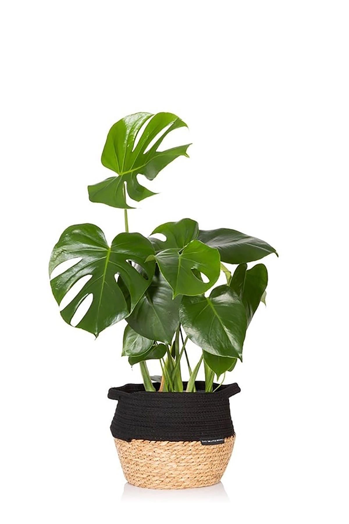 The Little Botanical Big Monstera In Baby Belly Basket