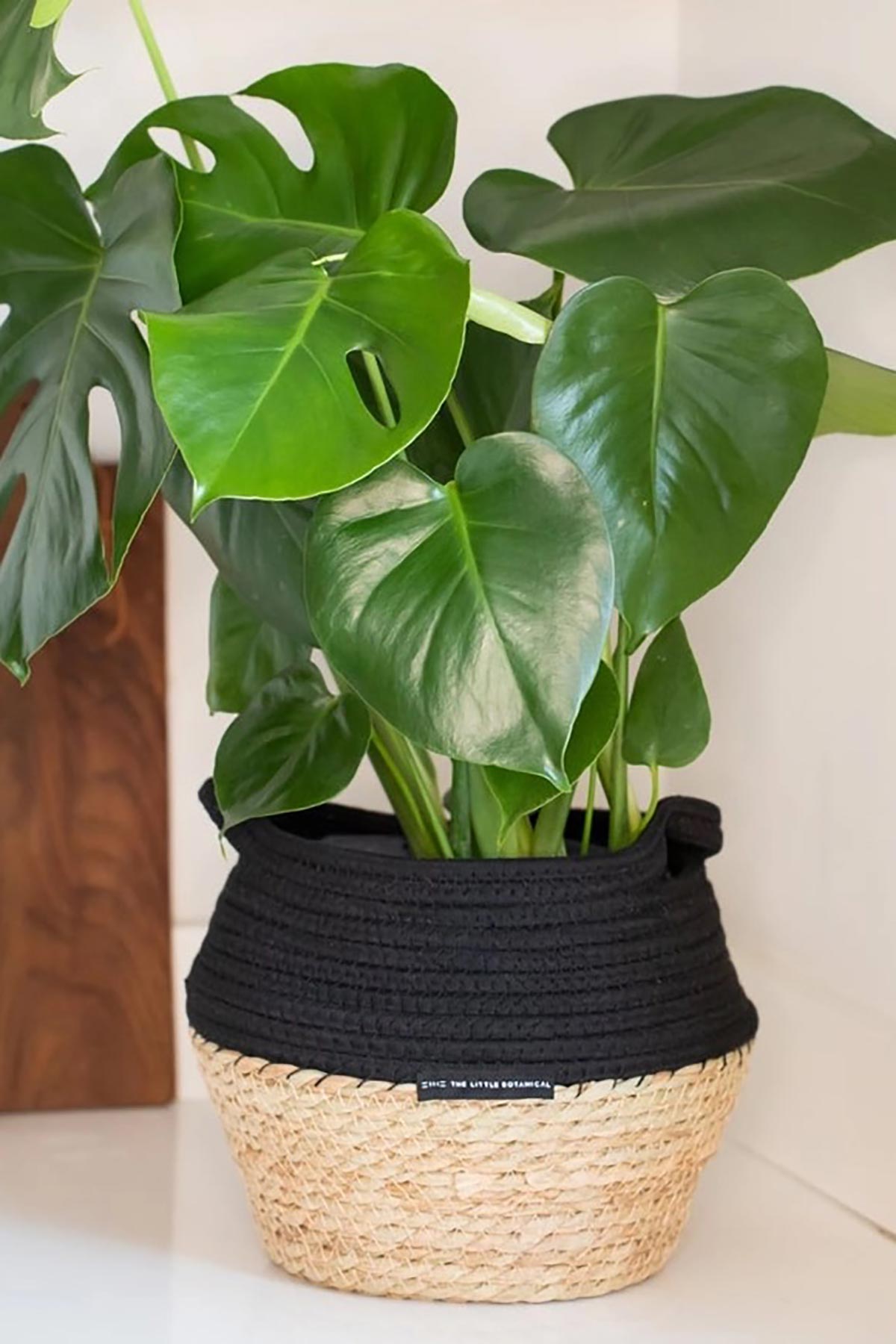 The Little Botanical Big Monstera In Baby Belly Basket