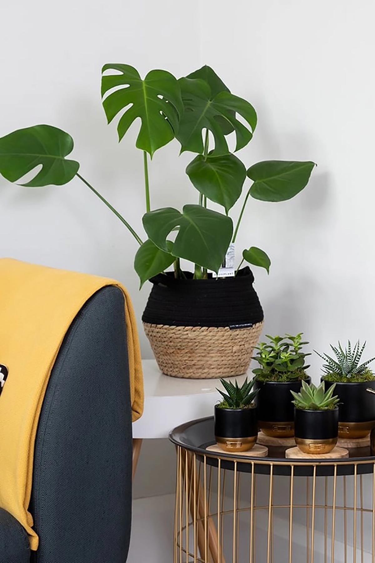 The Little Botanical Big Monstera In Baby Belly Basket
