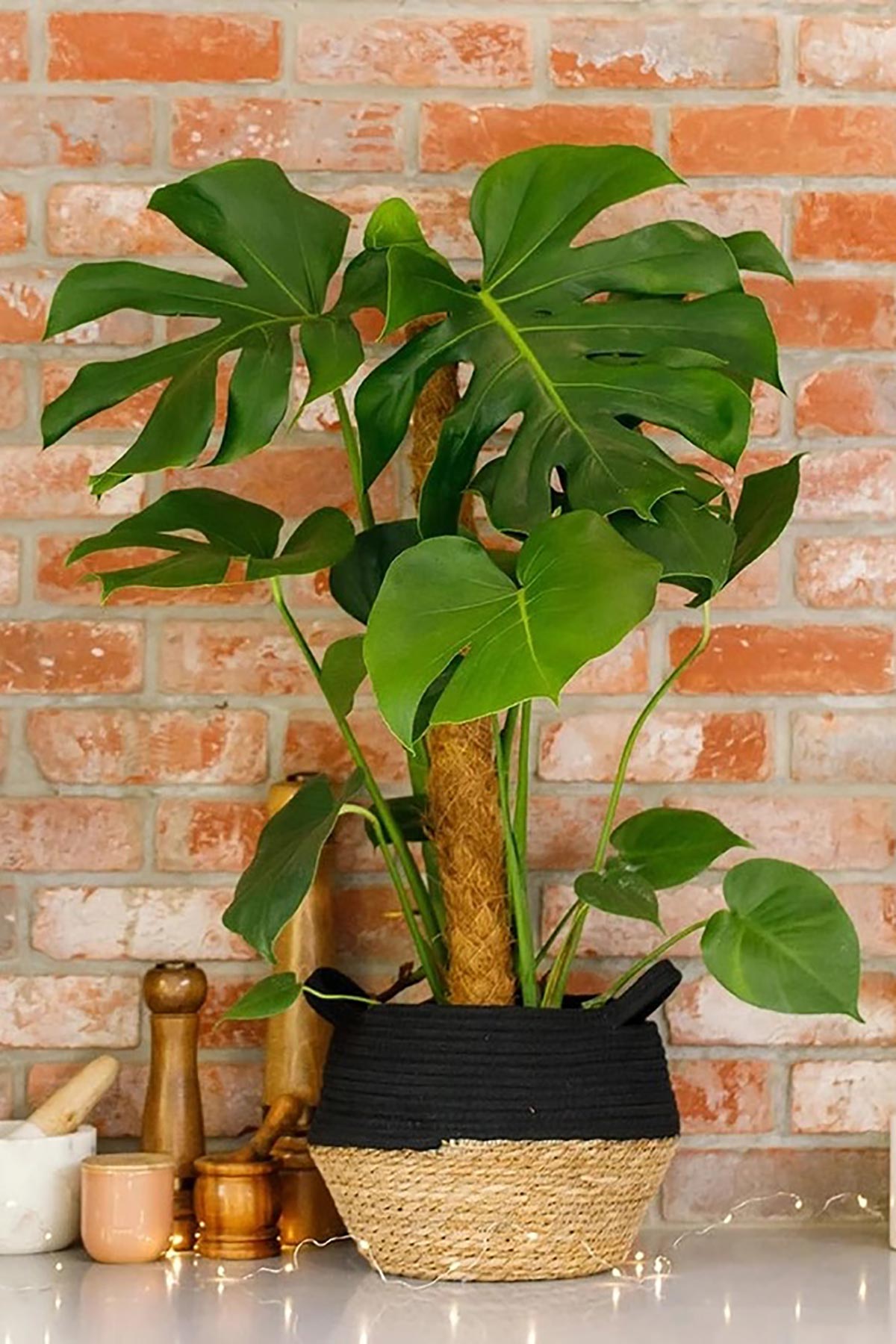 The Little Botanical Large Monstera In Baby Belly Basket
