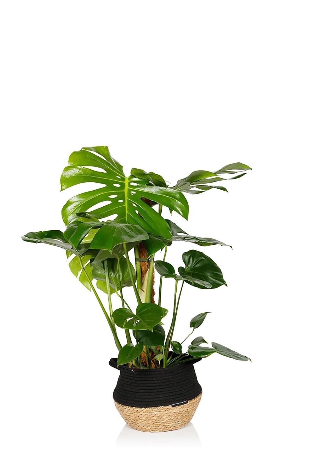 The Little Botanical Large Monstera In Baby Belly Basket