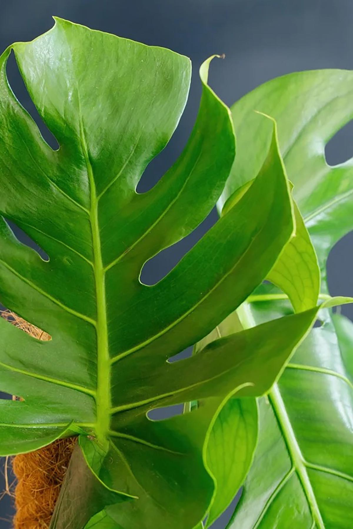 The Little Botanical Large Monstera In Baby Belly Basket