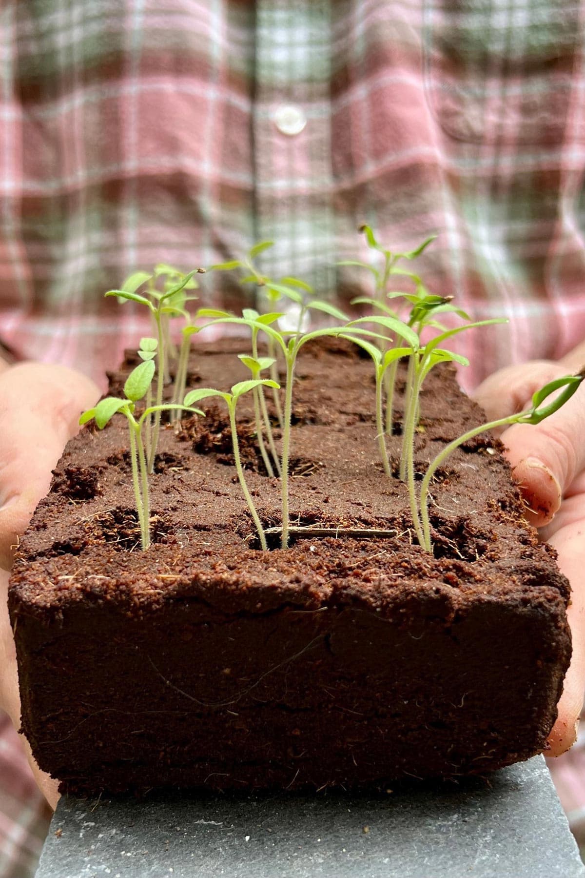 The Gluttonous Gardener The Edible Flower Growbar