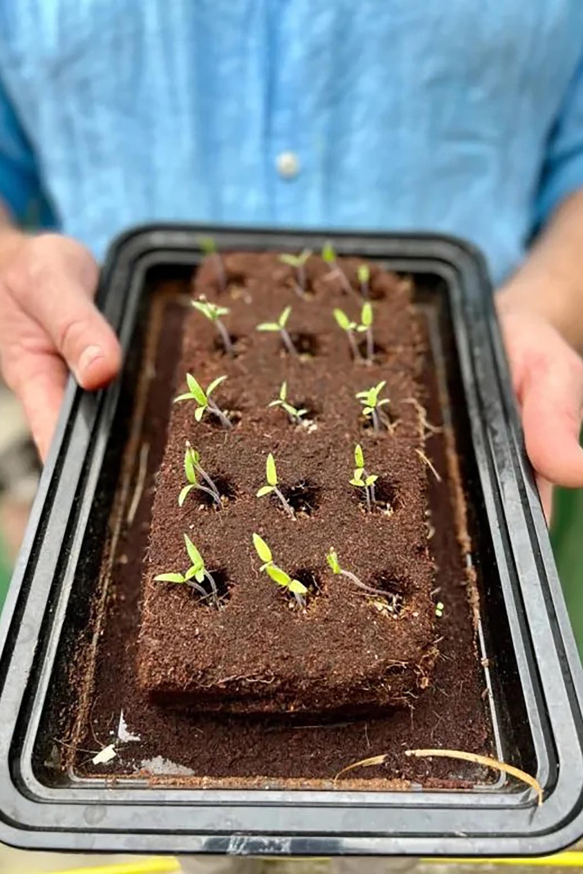 The Gluttonous Gardener The Weird Veg Growbar