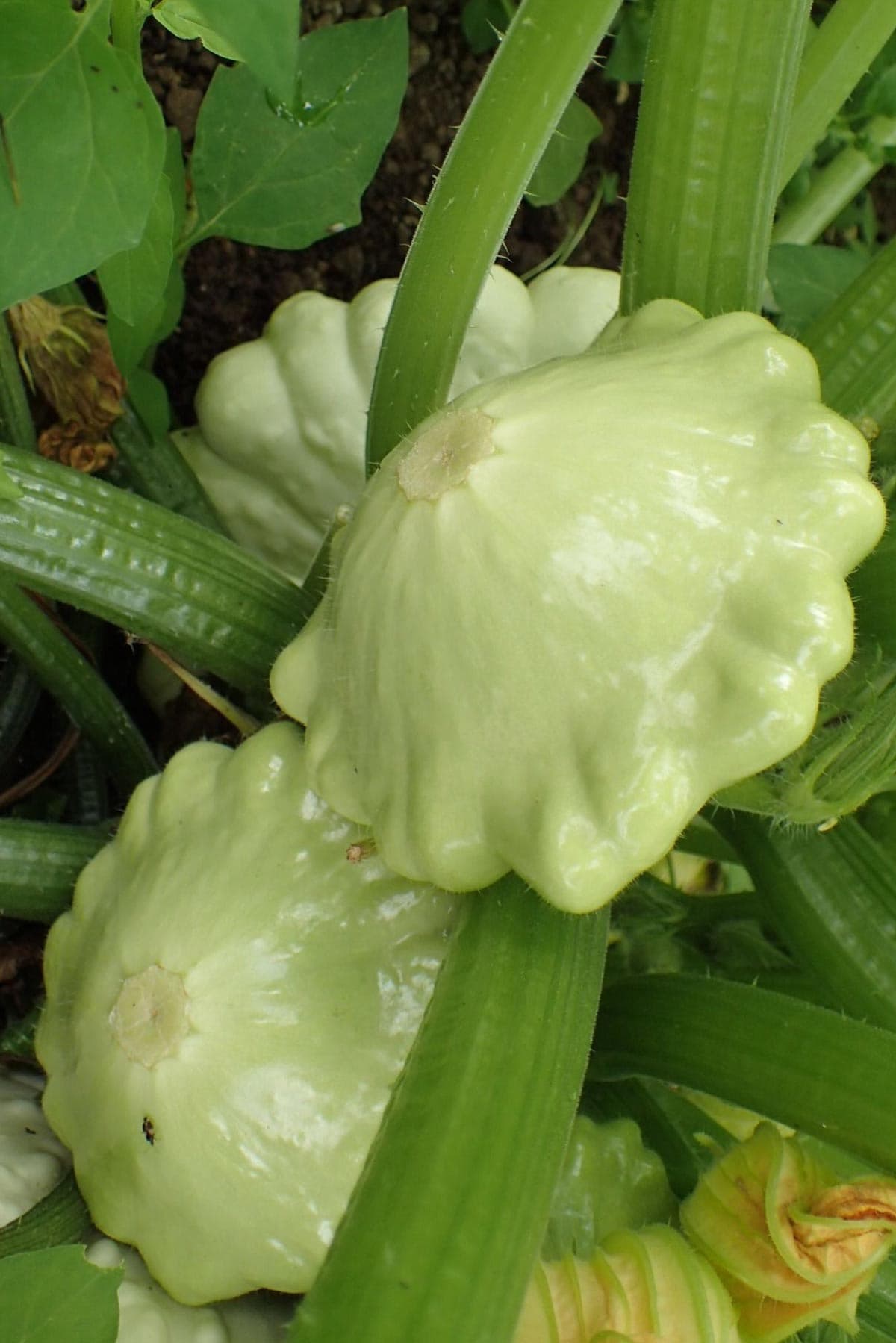 The Gluttonous Gardener The Weird Veg Growbar