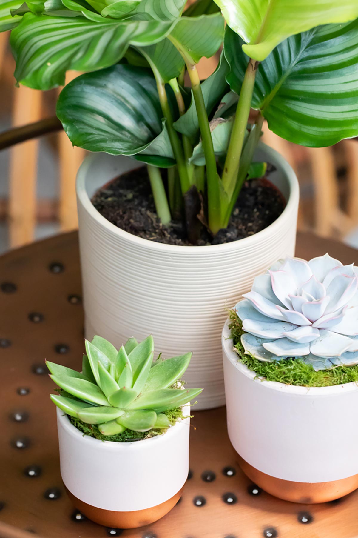 The Little Botanical Mini Miranda In Pink And Copper Pot