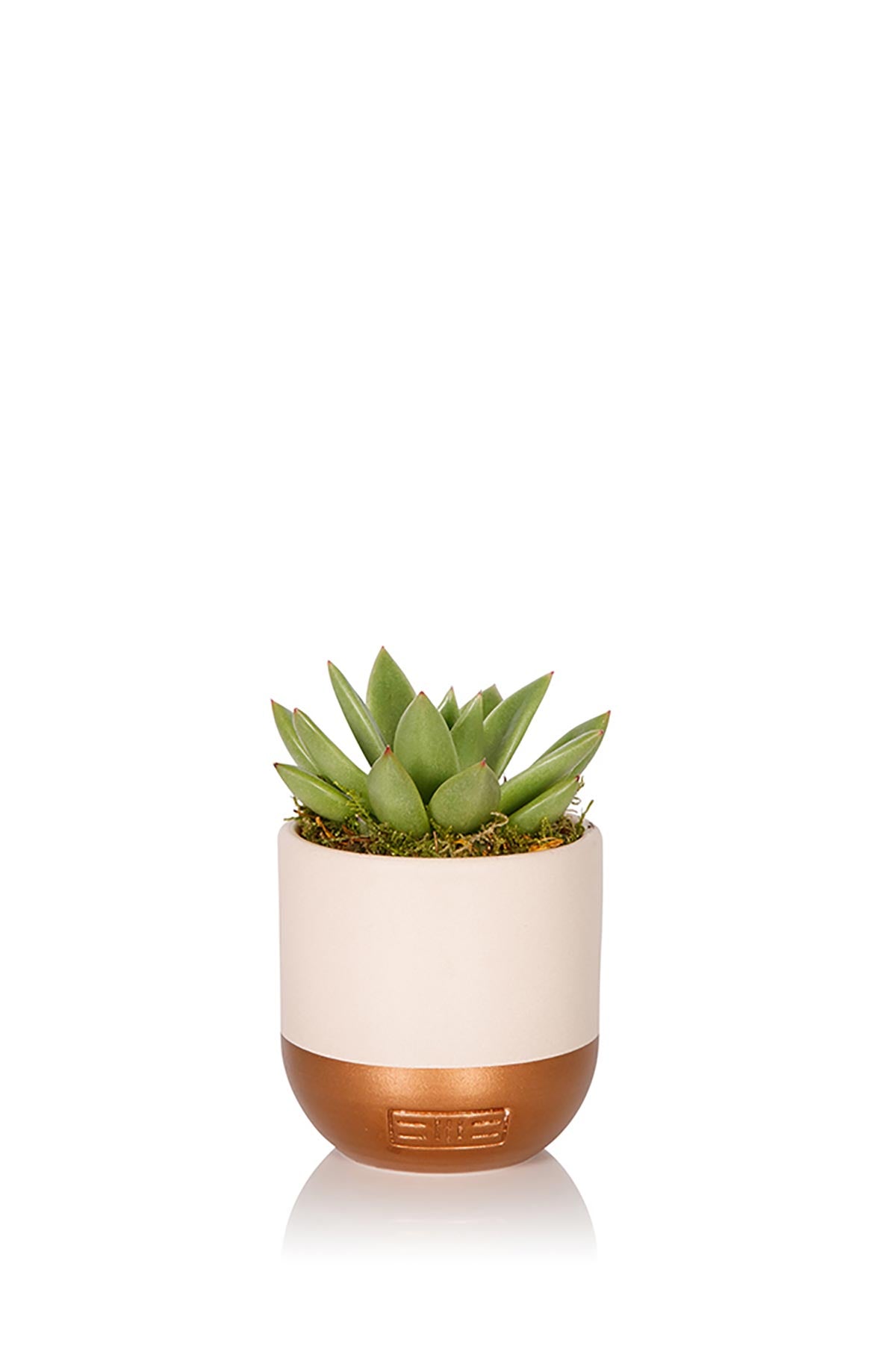 The Little Botanical Mini Miranda In Pink And Copper Pot