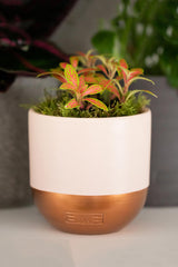 The Little Botanical Medium Fittonia In Pink And Copper Pot