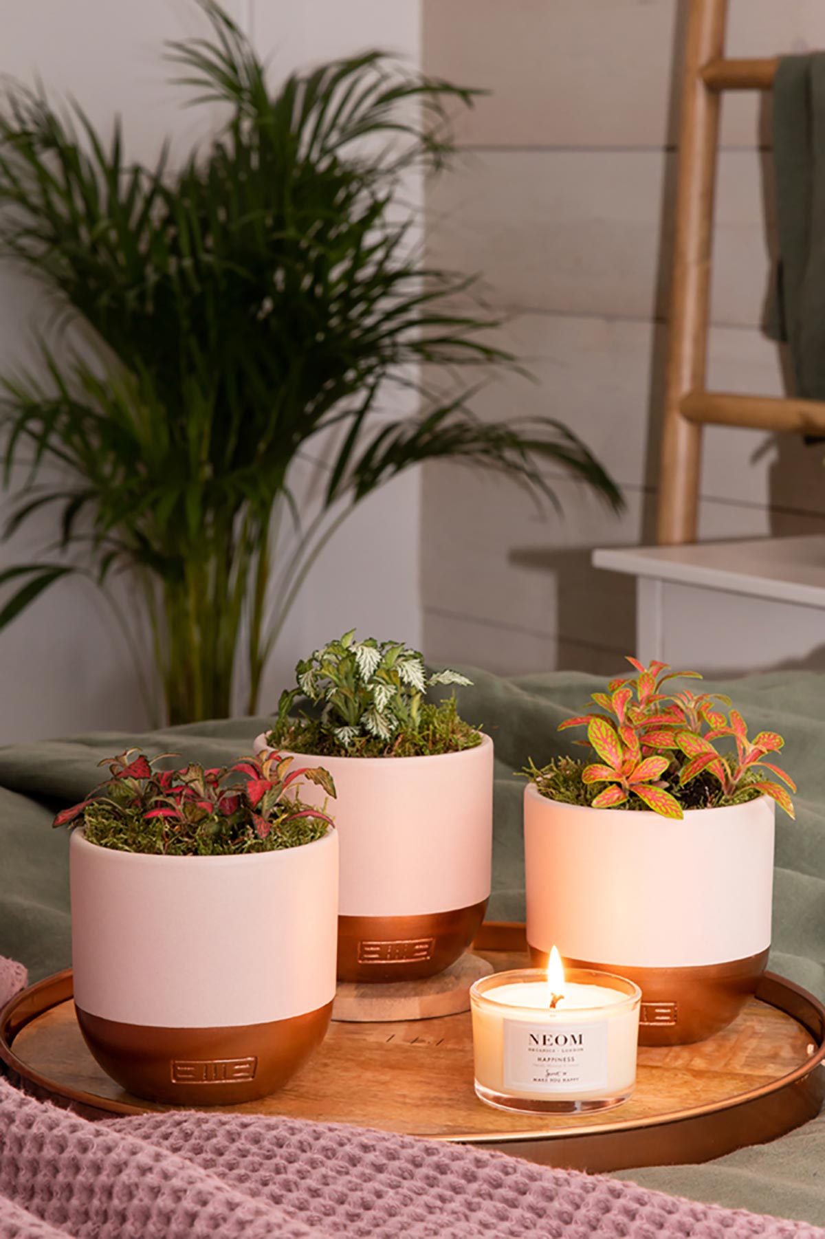 The Little Botanical Medium Fittonia In Pink And Copper Pot