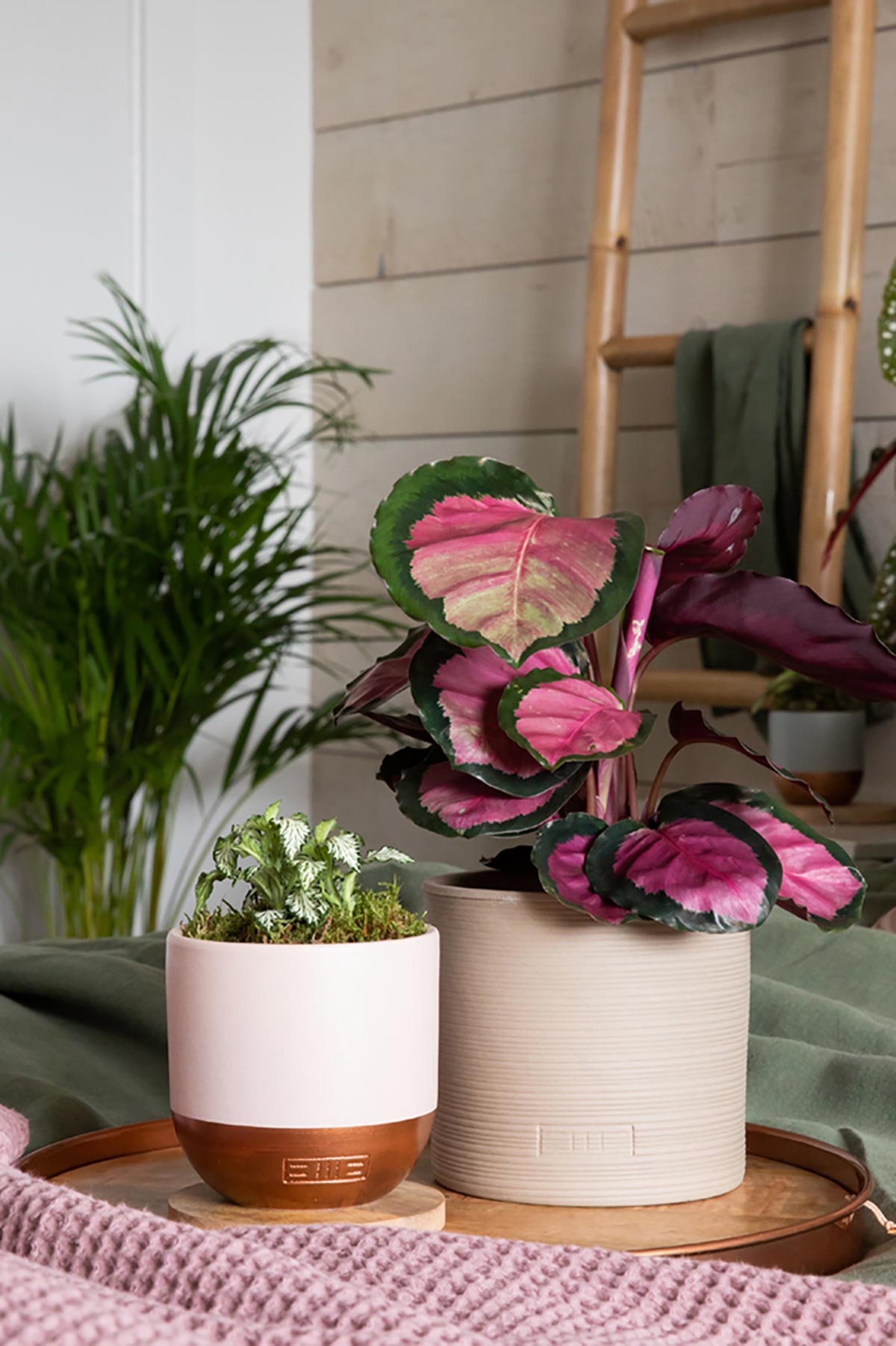 The Little Botanical Medium Fittonia In Pink And Copper Pot