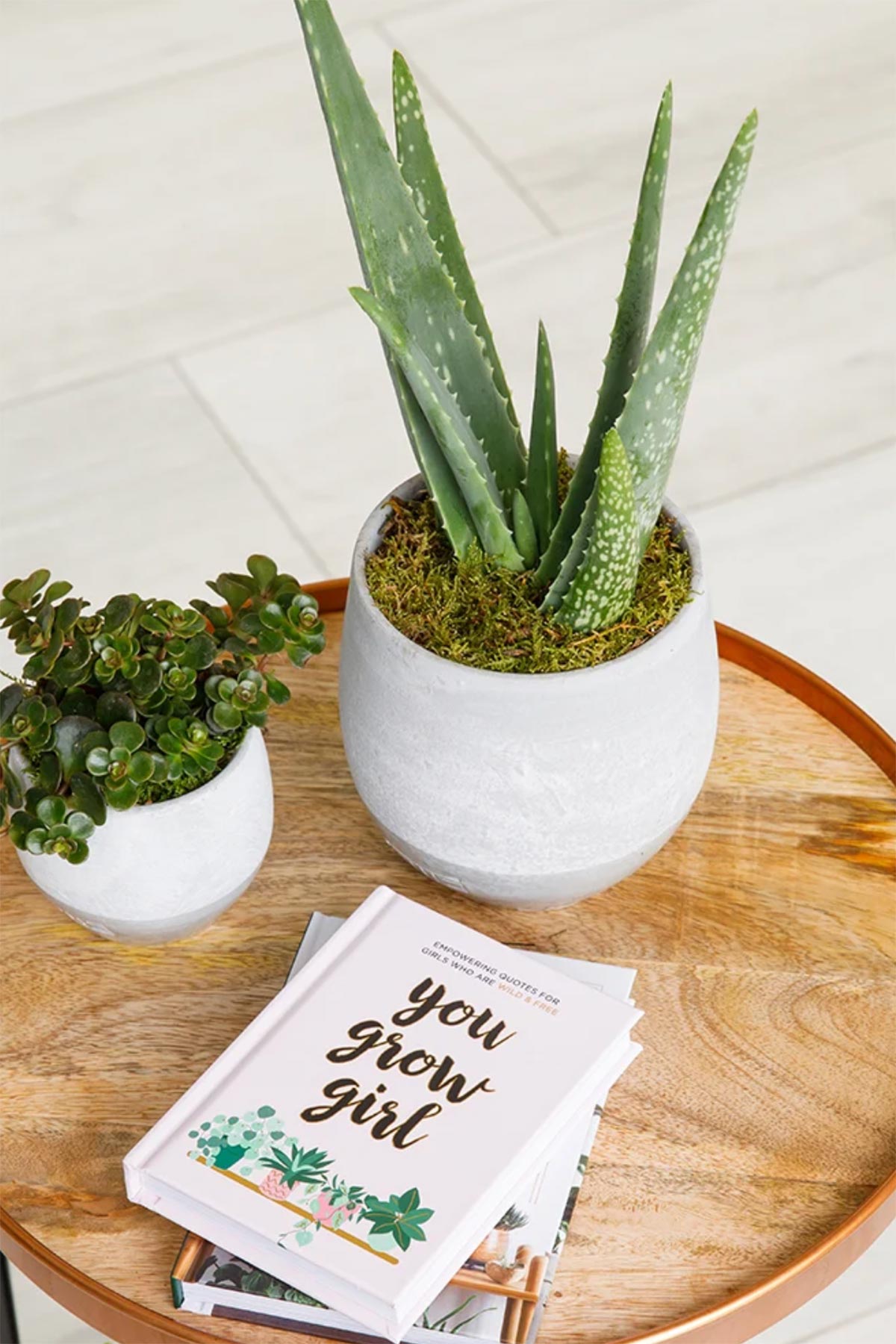 The Little Botanical Aloe Vera In Ceramic Grey Pot