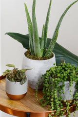 The Little Botanical Aloe Vera In Ceramic Grey Pot