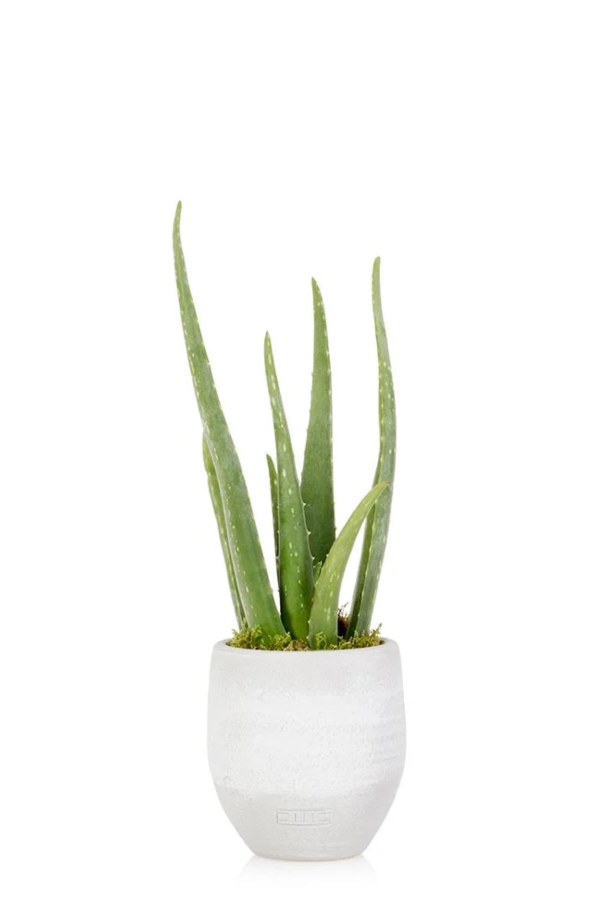 The Little Botanical Aloe Vera In Ceramic Grey Pot