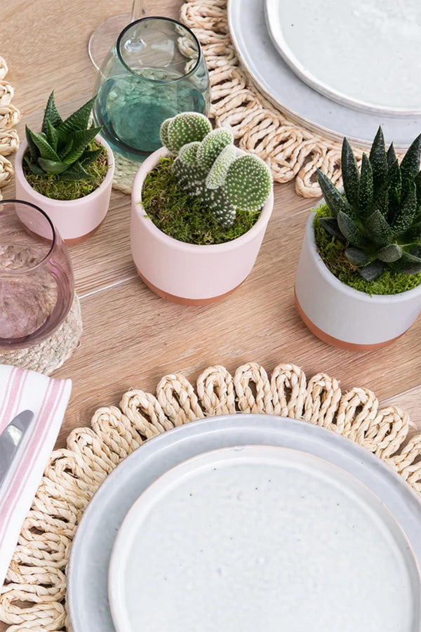 The Little Botanical Bunny Ear Cactus In Pink and Copper Pot