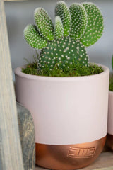 The Little Botanical Bunny Ear Cactus In Pink and Copper Pot