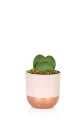 The Little Botanical Hoya Kerrii Double Heart In Pink and Copper Pot