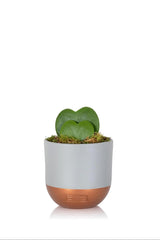 The Little Botanical Hoya Kerrii Double Heart In Grey and Copper Pot