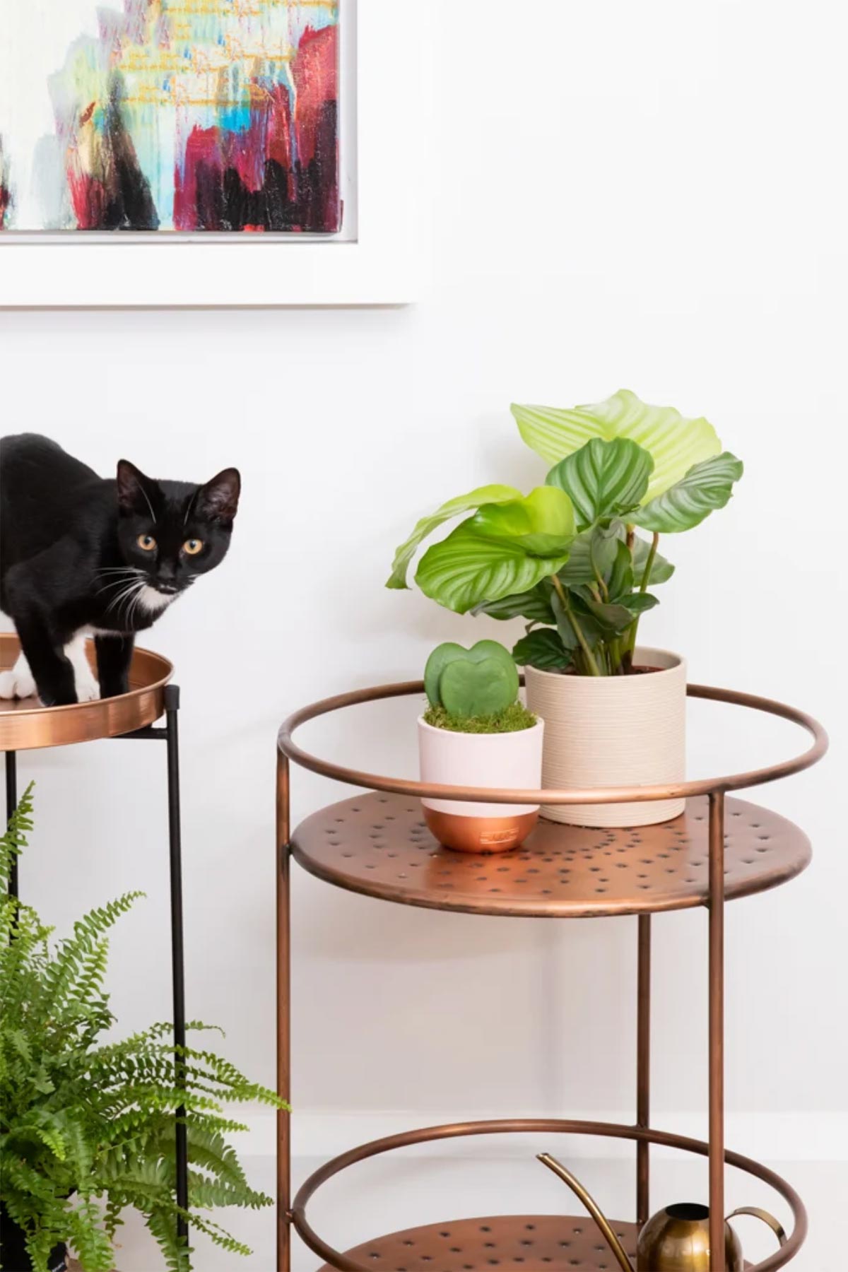 The Little Botanical Hoya Kerrii Double Heart In Pink and Copper Pot