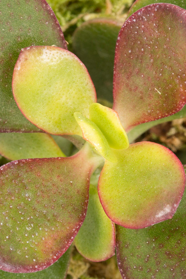 The Little Botanical Mini Crassula In Pink And Copper Pot