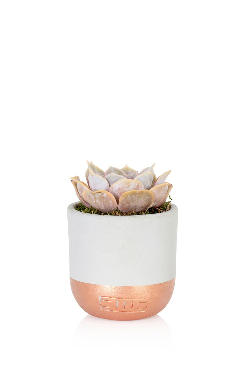 The Little Botanical Lilacina In Grey and Copper Pot