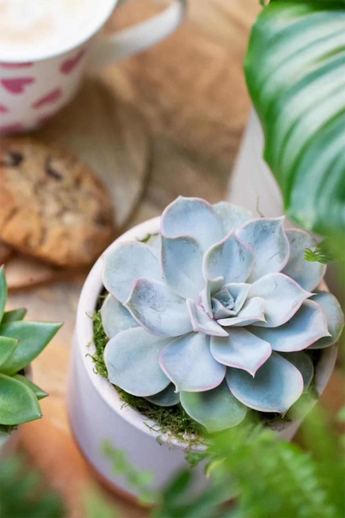 The Little Botanical Lilacina In Pink and Copper Pot