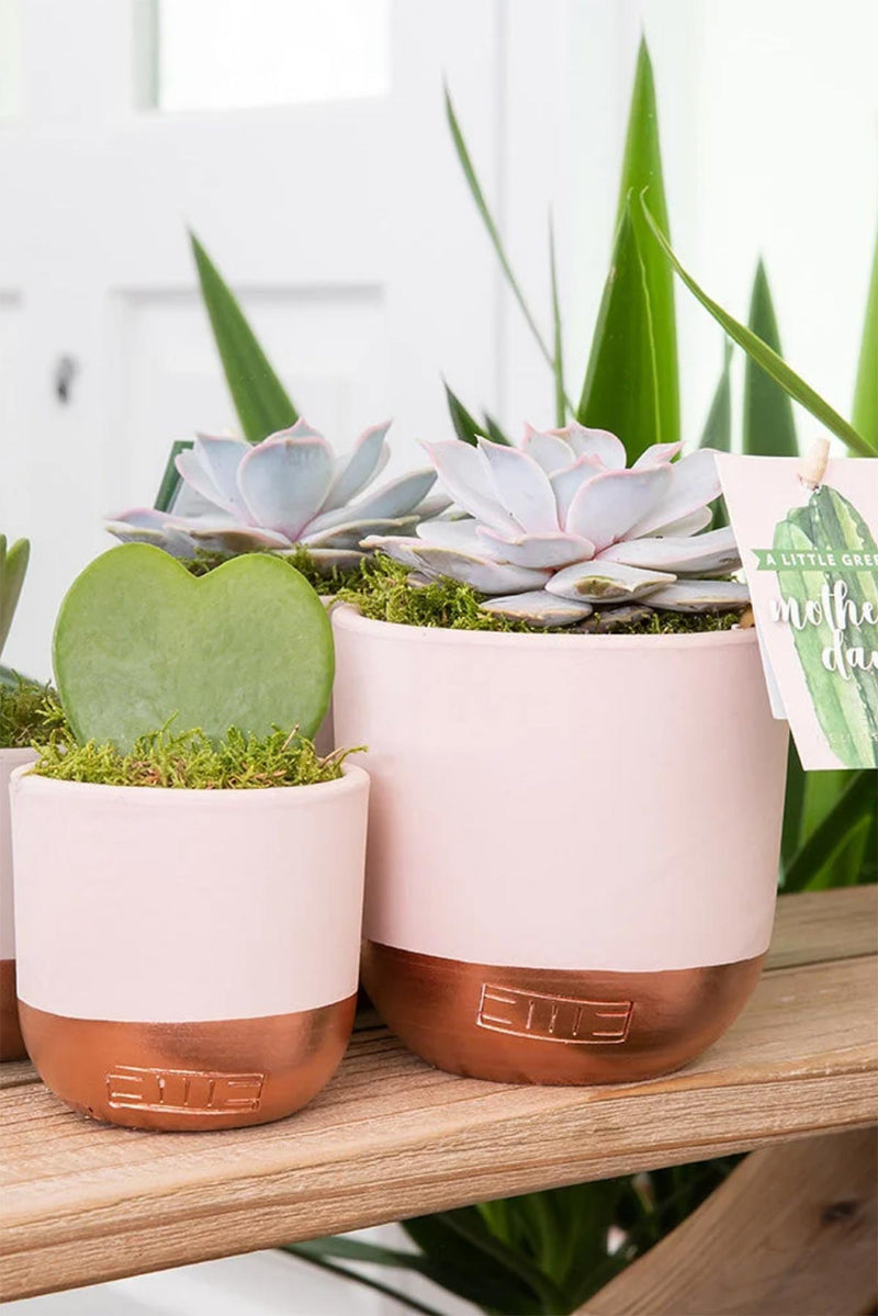 The Little Botanical Lilacina In Pink and Copper Pot