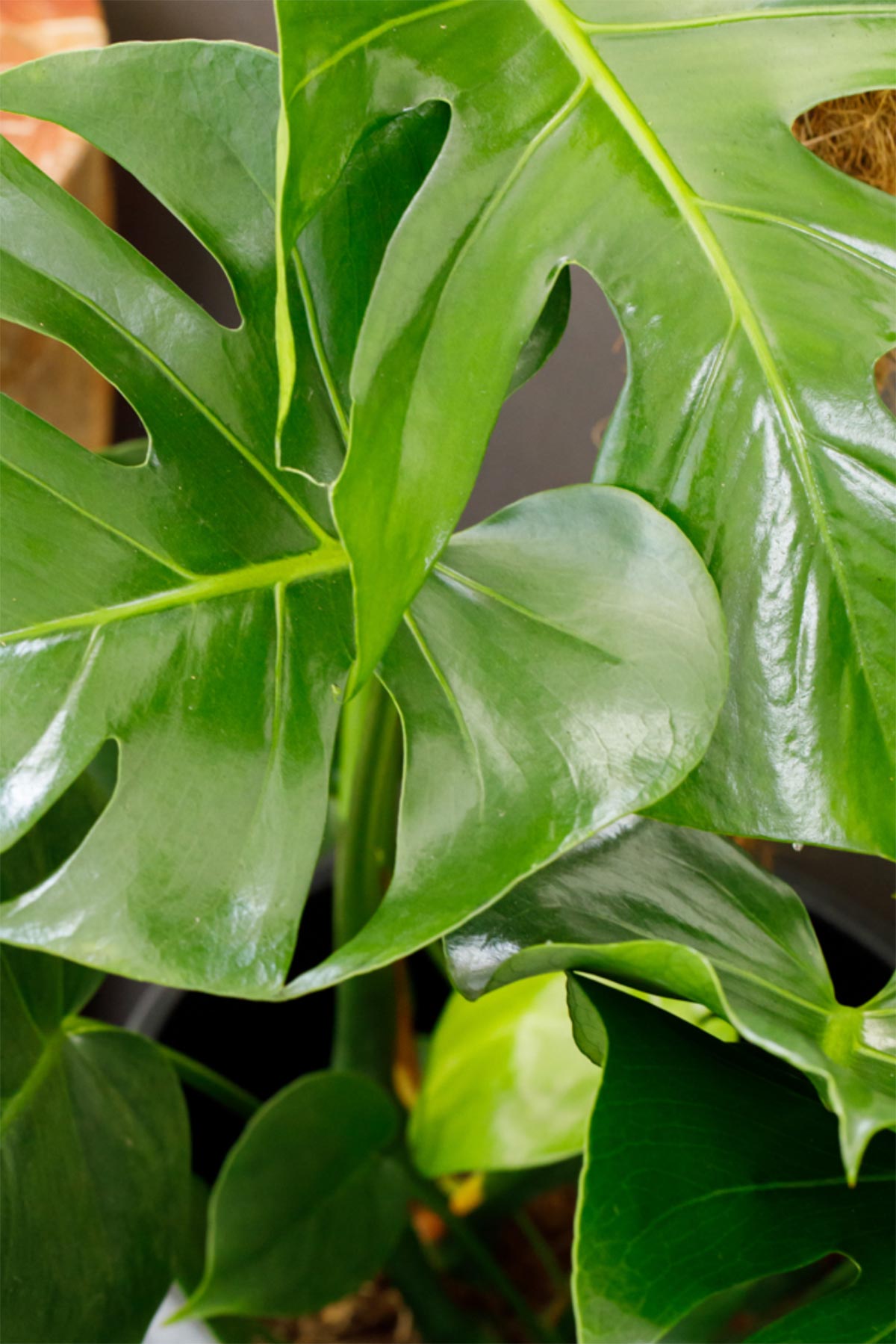 The Little Botanical Monstera Swiss Cheese Plant In Varnished Base Pot