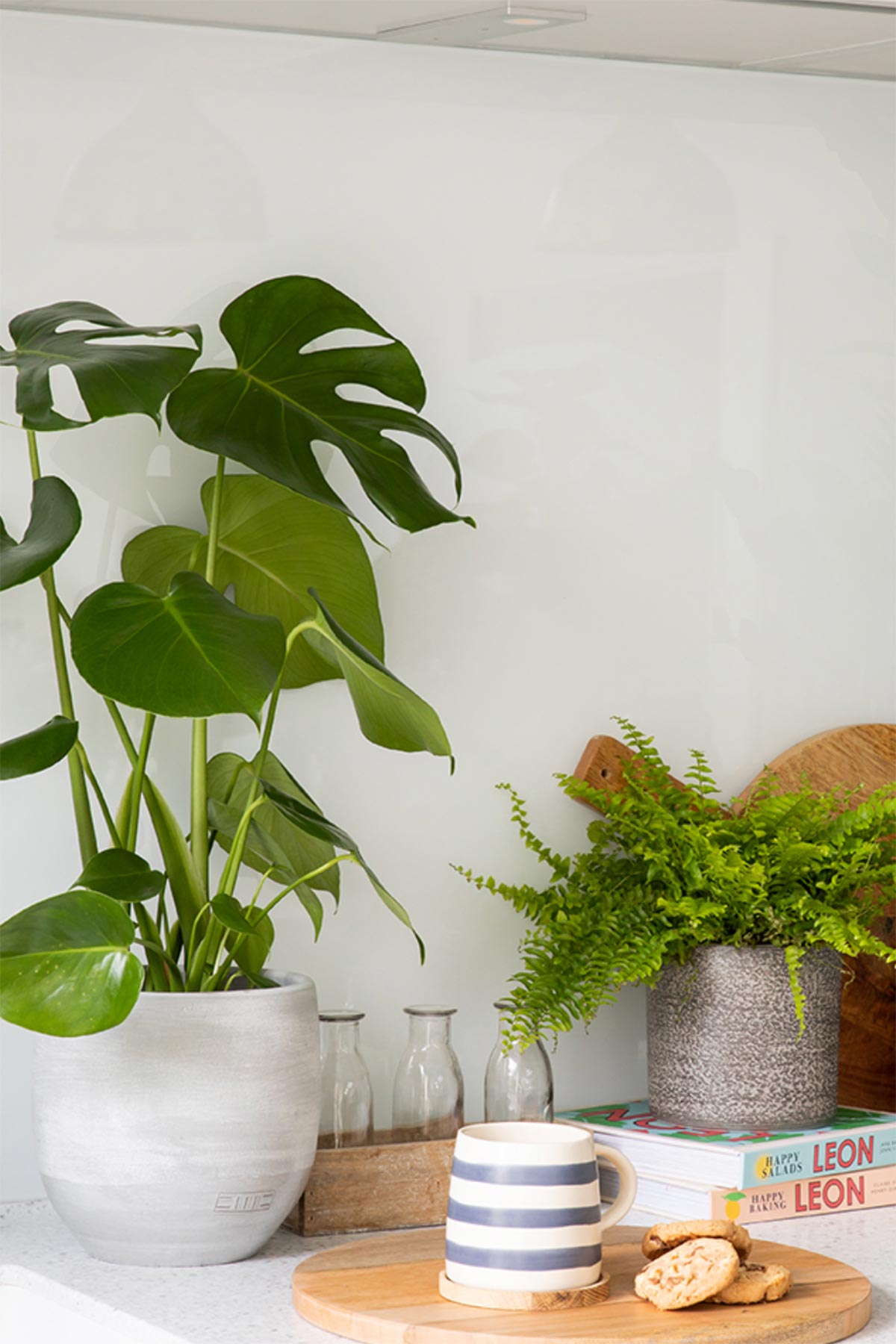 The Little Botanical Monstera Swiss Cheese Plant In Varnished Base Pot