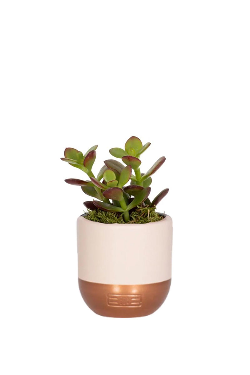 The Little Botanical Mini Crassula In Pink And Copper Pot