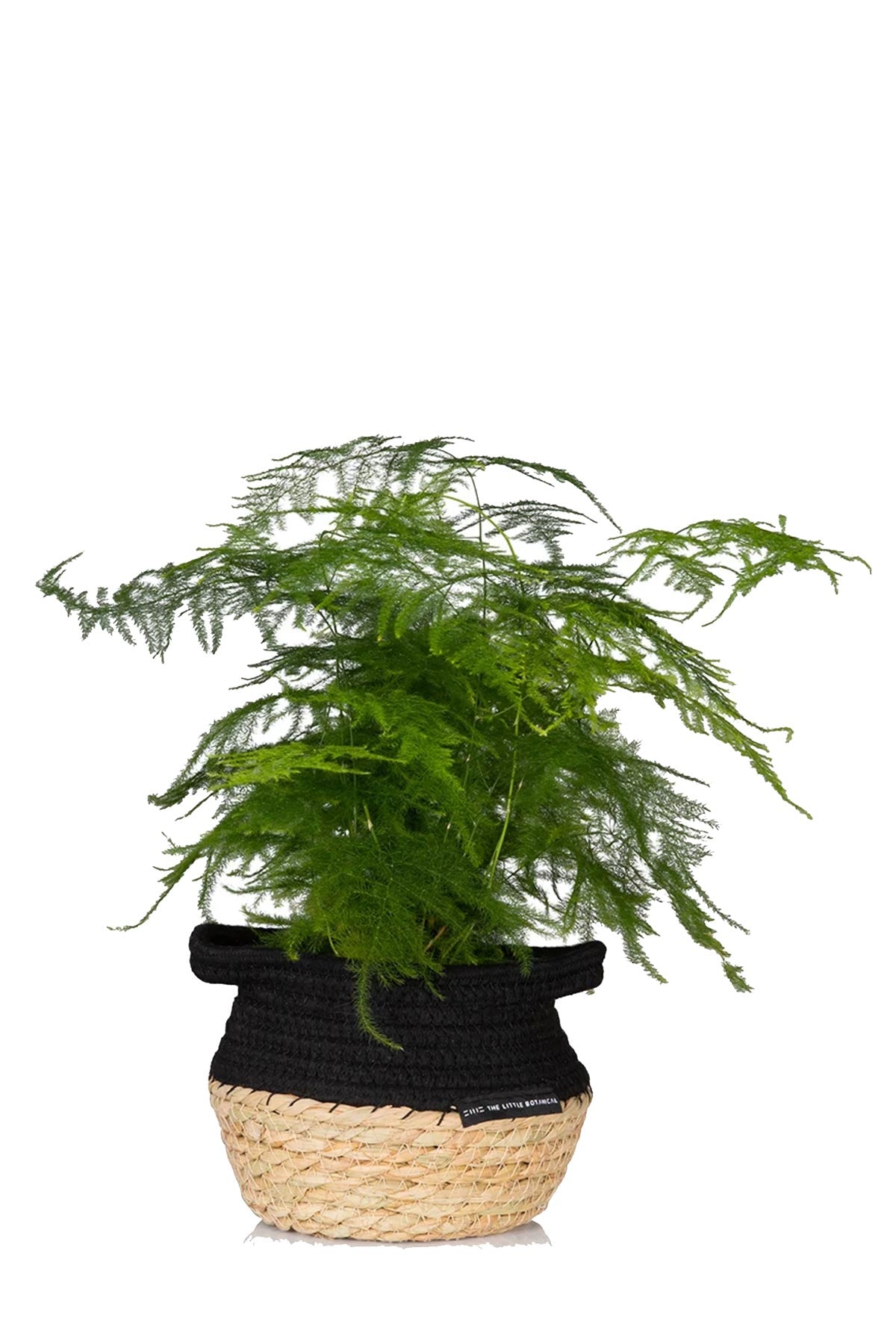 The Little Botanical Asparagus Fern In Baby Belly Basket